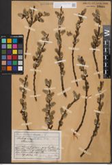 Foto von Salix cinerea L.